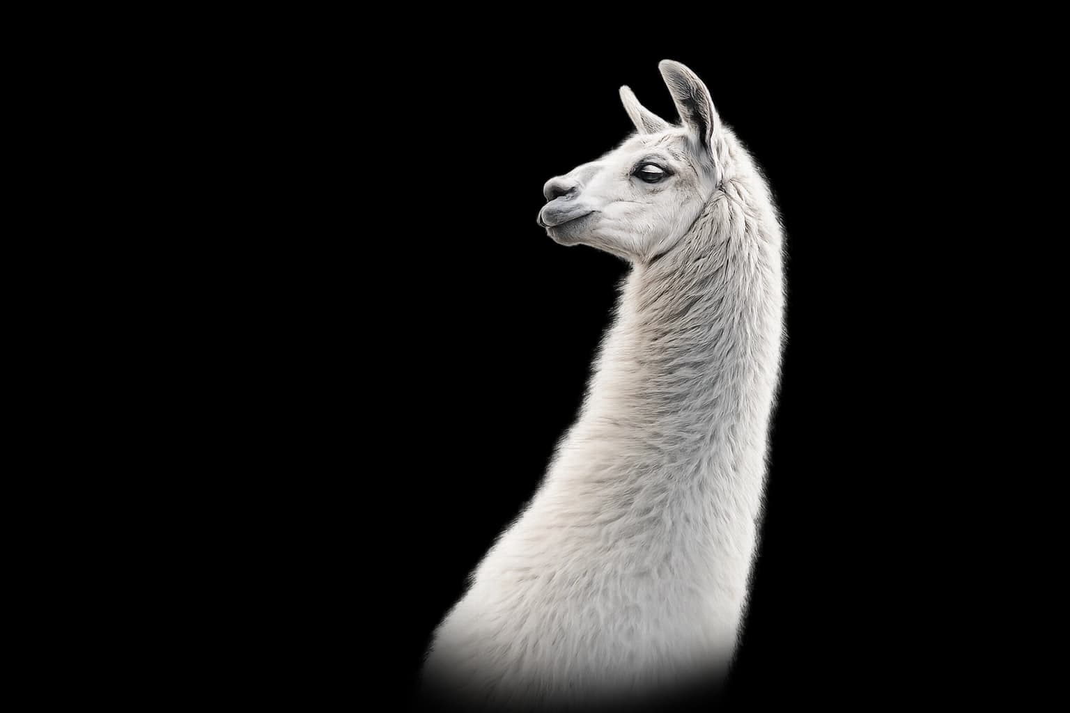 Lama Healthcare
